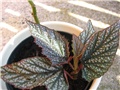 begonia